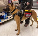 Custom Full Saddle Y-Front Harness